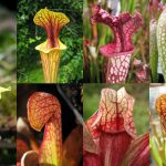 Deathworld Forest Plant Inspiration