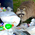 raccoon-in-trash-can