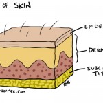 Skin_Diagram