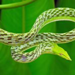 snake-vine-snake.jpg.838x0_q80