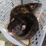 IMG_20200401_132124