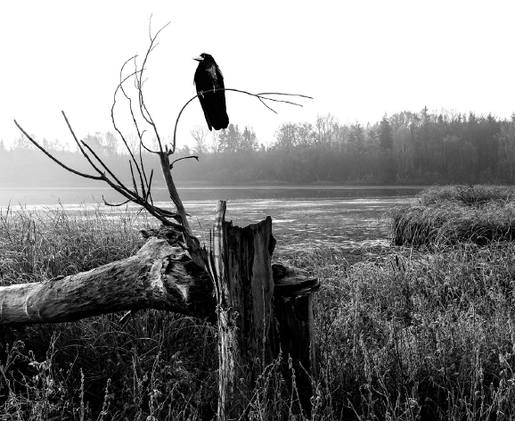 Ironsworn Art Raven