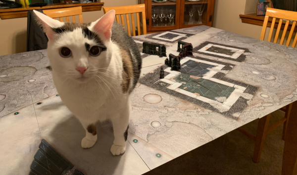 Cat and game setup on table