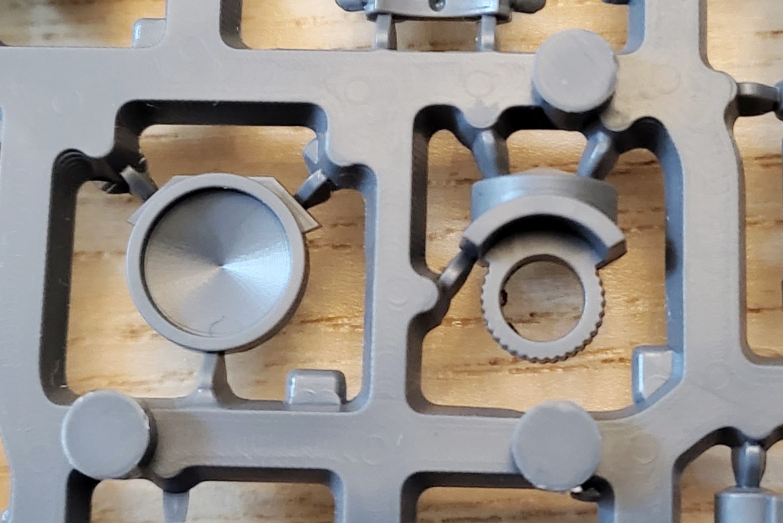 Contemptor. Credit: Rockfish