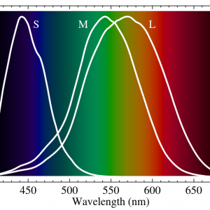800px-Cone-fundamentals-with-srgb-spectrum.svg