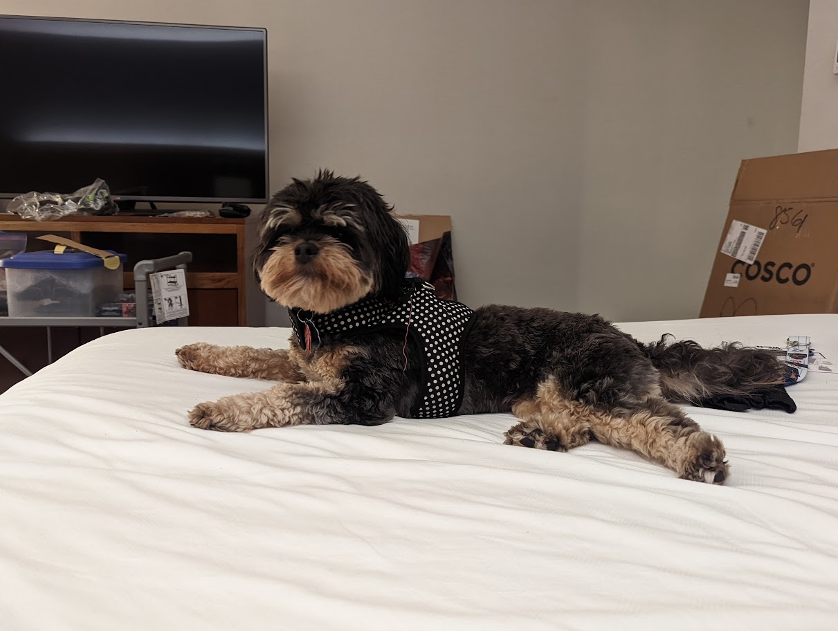 Doggy's First Hotel Bed