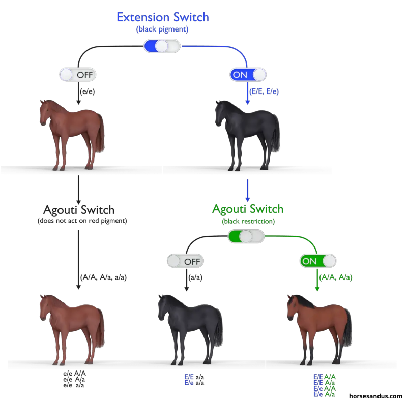 Horse base coat genetics