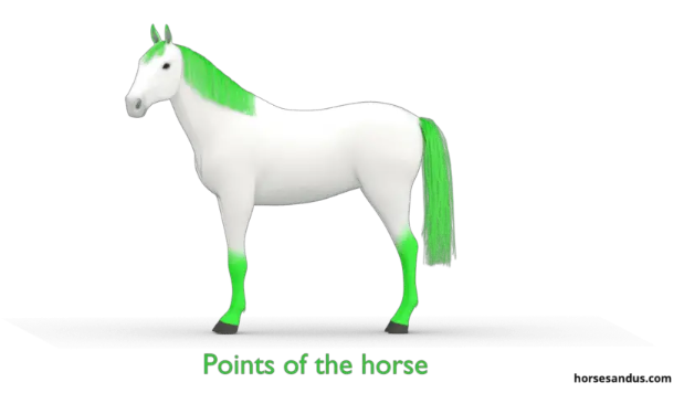 A horse's "points"