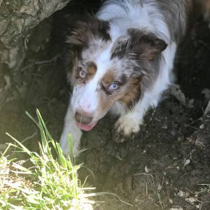 finn digging